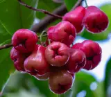 Pink Water Apple Plant | Sweet Pink Jamrul | Premium Exotic Variety