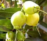 Golap Jam Fruit Plant | Sweet Rose-Flavored Fruit | Premium Variety