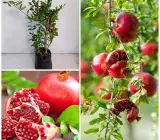 Pomegranate Fruit Plant | Sweet Red Anar | High-Yield Variety
