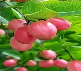 Sweet Karunda Plant | Karamcha Fruit | Premium Red Variety