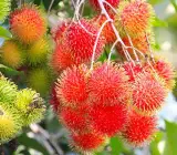 Rambutan Fruit Plant | Sweet Exotic Lychee-Like Fruit