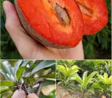 Thai Chiku Grafted Plant | Sweet Sapota | High-Yield Variety