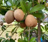 Kalapati Chiku Grafted Plant | Sweet Sapota | Premium Variety