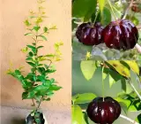 Black Surinam Cherry Plant | Sweet Dark Exotic Fruit