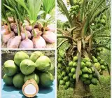 Vietnam Hybrid Coconut Plant
