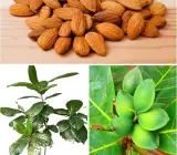 Almond Fruit Plant | Premium Nut Tree | High-Yield Variety