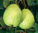 L-49 Guava-frut plant