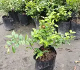 Jaboticaba Fruit Plant | Rare Exotic Grape Tree