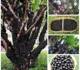 Jaboticaba Fruit Plant | Rare Exotic Grape Tree
