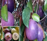 Milk Fruit Plant | Sweet Tropical Exotic