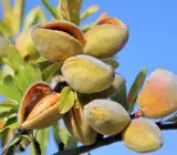 Almond Fruit Plant | Premium Nut Tree | High-Yield Variety