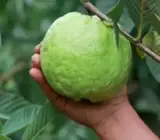 Thai KG Guava -Fruit Plants