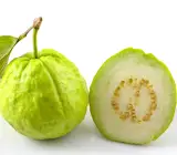 Vietnam all time guava plant