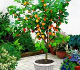 Apricot Fruit Plant | Sweet Golden Fruit | Premium Variety
