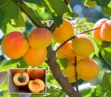 Tropical Apricot Plant | Mammea Americana | Premium Exotic Fruit