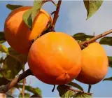 Persimmon Fruit – Grafted Plant (Premium Hybrid Variety)