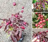 Rubi Ranghon Fruit Plant | Sweet Red Exotic Fruit