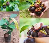 Mangosteen Fruit Plant | Premium Exotic