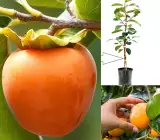 Persimmon Fruit – Grafted Plant (Premium Hybrid Variety)