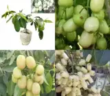 WHITE jamun fruit Plants