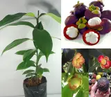 Mangosteen Fruit Plant | Premium Exotic