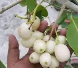 WHITE jamun fruit Plants