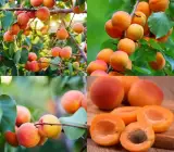 Apricot Fruit Plant | Sweet Golden Fruit | Premium Variety