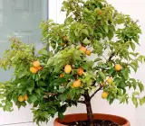 Tropical Apricot Plant | Mammea Americana | Premium Exotic Fruit