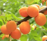 Tropical Apricot Plant | Mammea Americana | Premium Exotic Fruit