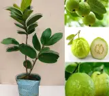 Thai 7 Guava-Fruit Plant