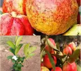 Allahabad Guava-Fruit Plant