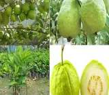 Thai KG Guava -Fruit Plants