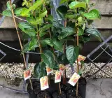 Persimmon Fruit – Grafted Plant (Premium Hybrid Variety)