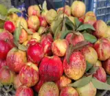 Allahabad Guava-Fruit Plant