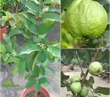 L-49 Guava-frut plant