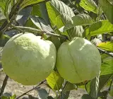 Thai KG Guava -Fruit Plants