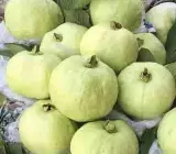 Thai 7 Guava-Fruit Plant