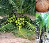 Vietnam Hybrid Coconut Plant