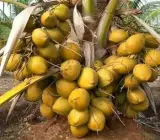 Vietnam Hybrid Coconut Plant