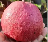 Thai red Guava plant