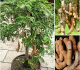 Swauet Tarmarek (Imali ) Fruit Plant