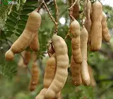 Swauet Tarmarek (Imali ) Fruit Plant