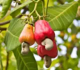 Thai variety kaju plants