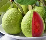 Thai Pink guava plants