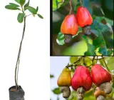Thai variety kaju plants