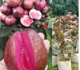 Thai red Guava plant