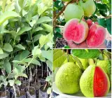 Thai Pink guava plants