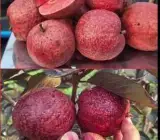Thai red Guava plant