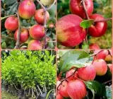 Thai variety apple ber plants
