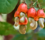 Thai variety kaju plants